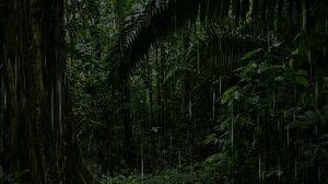 Сильный дождь с грозой для сна слушать. Снятие стресса и усталости