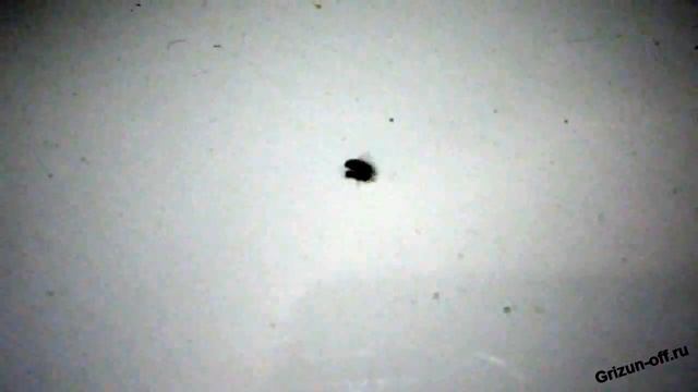 Действие микрокапсул средства Get на домашних мушек смотреть онлайн