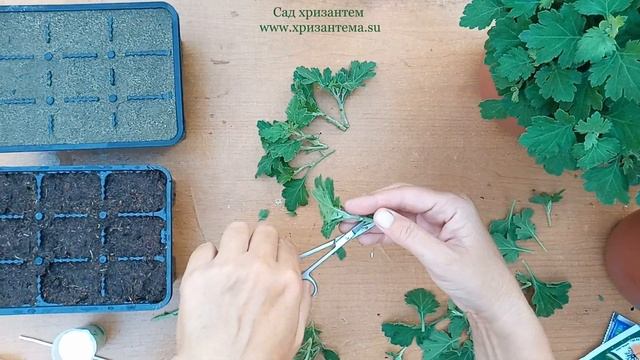 Хризантема мультифлора и её размножение летом, до набора бутонов.. смотреть онлайн