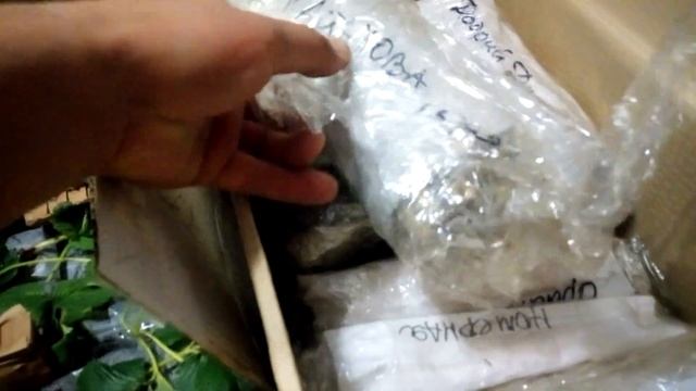 Черенки чёрной смородины. Посылка от Натальи Ягодка 31. смотреть онлайн