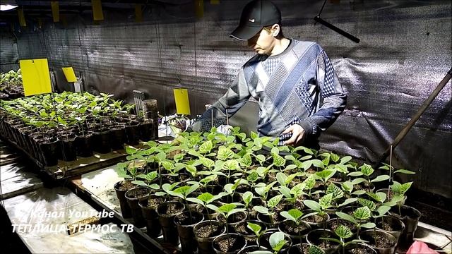 Рассада огурца и шпажки, они же палочки-шампура. смотреть онлайн