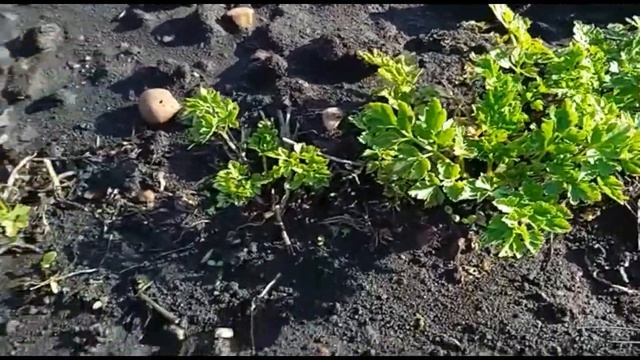 первые весенние работы в саду-огороде