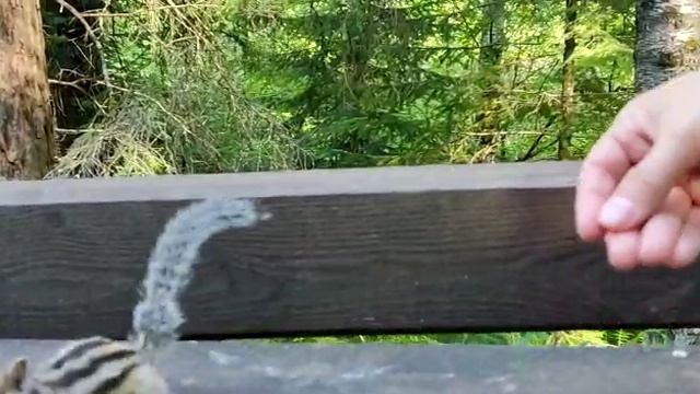 Белка и бурундук. смотреть онлайн