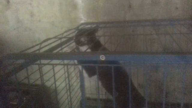 кот воет на луну смотреть онлайн