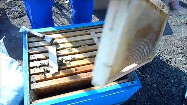 Отводок на две рамочки пчелы часть 2 смотреть онлайн