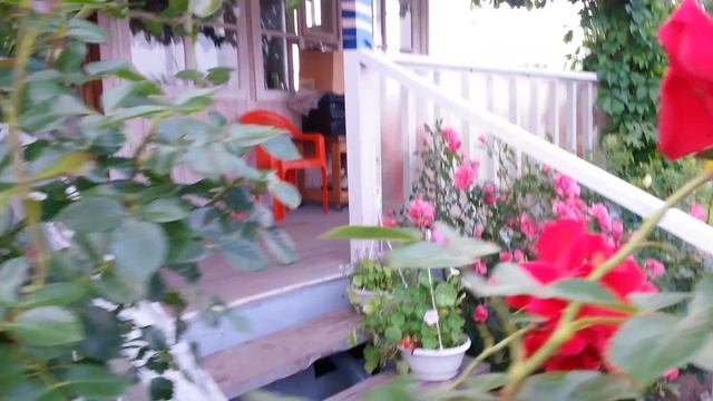 Плетистая роза Симпатия в Кирове смотреть онлайн