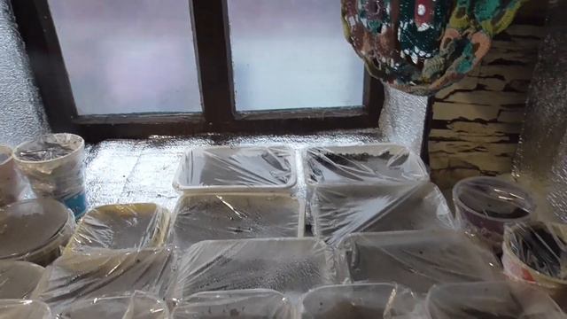 VLOG. Продвижение процессов, посеяла цветы на рассаду, на огороде беспорядок. смотреть онлайн