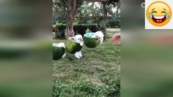 new-funny-animals-video-2024-funniest-cats-and-dogs-videos-new-funny-video-of-cat-and-dogs-404