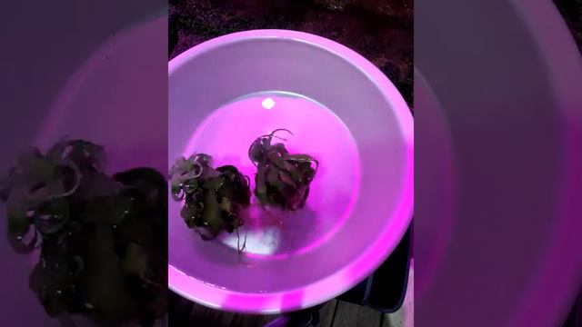 스트렙토필라 Time Lapse