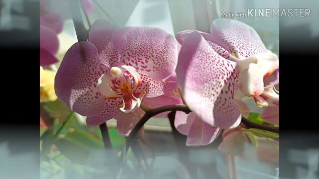 My paradise... phalaenopsis orchids...Мои орхидеи смотреть онлайн