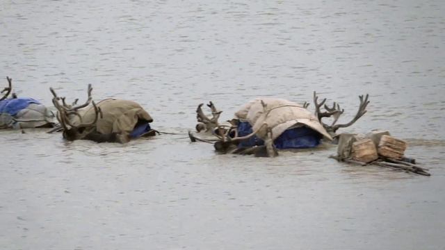 Nenets Reindeer Herders Migrating Across The River Seyakha On Arctic Siberia's Yamal Peninsula