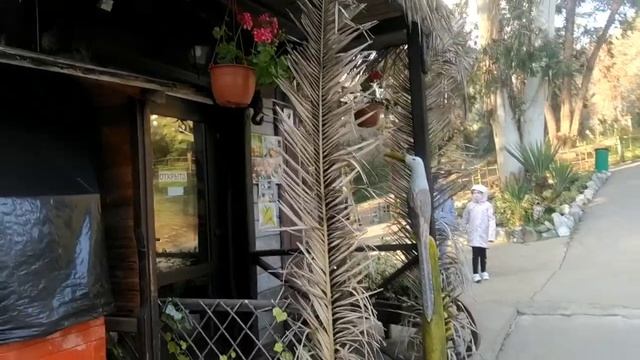 Огромные Страусы,павлины в сочинском дендрариуме смотреть онлайн