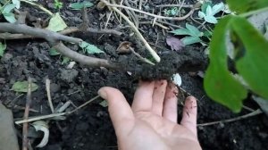 Один из способов размножения пиона древовидного показал результат, ура!