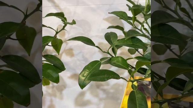 Лимон Юзу/Citrus Yuzu