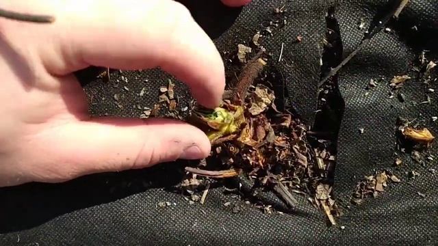 Главная обработка клубники весной, начните уже сейчас, СРОЧНО смотреть онлайн