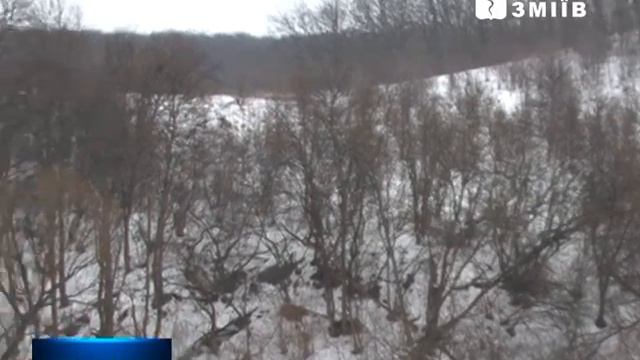 В НПП Гомольшанские леса пересчитали диких животных смотреть онлайн