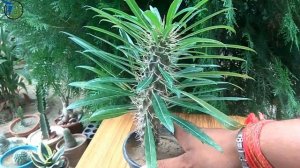 How to grow Pachypodium plant
