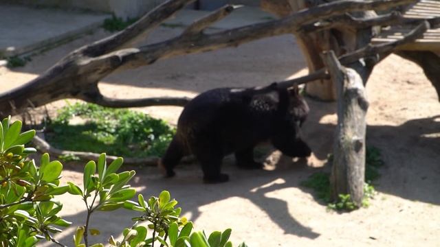 ? ZOO AQUARIUM MADRID 2021 I Madrid