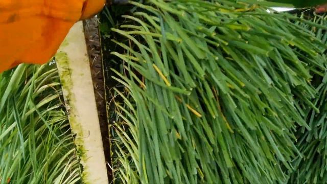 работа на ферме в Англии, посадка органического лука порея