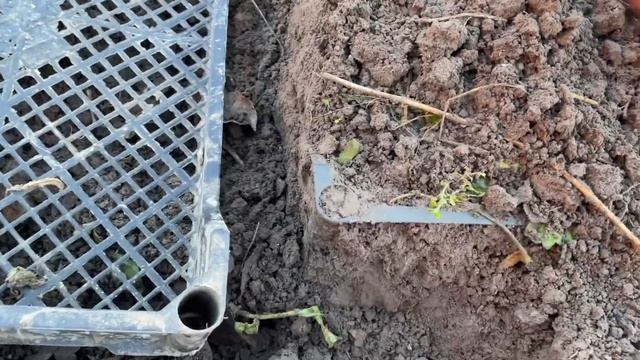 СУПЕР СПОСОБ ПОСАДКИ ТЮЛЬПАНОВ В ЯЩИК смотреть онлайн