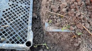 СУПЕР СПОСОБ ПОСАДКИ ТЮЛЬПАНОВ В ЯЩИК