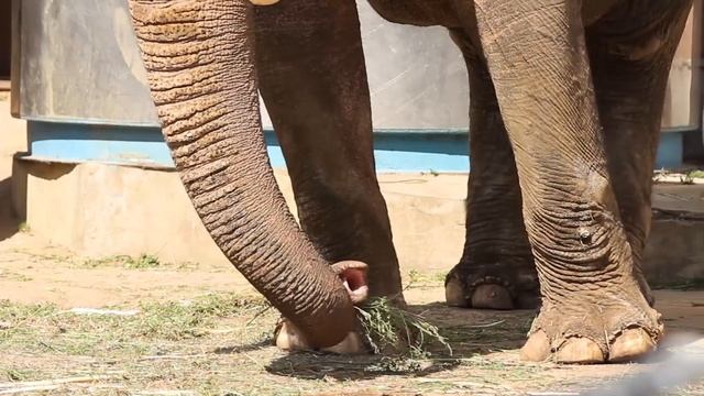 СЛОНЫ. Зоопарк с Евгенией Тимоновой смотреть онлайн