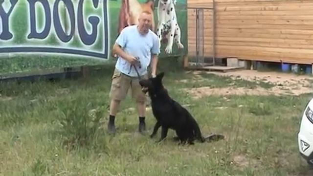 Дрессировка собак ОКД Как научить команде сидеть смотреть онлайн