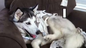 Psychostick   Dogs Like Socks official music video I'm a dog and I like socks