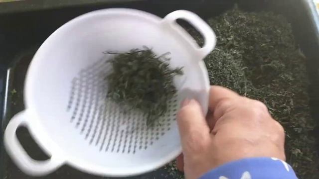Заготовка крапивы на зиму !!!! смотреть онлайн