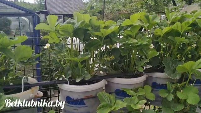 ? Цветение клубники ? Альба, Альбион, Альтесс. Обзор. Belklubnika.by смотреть онлайн