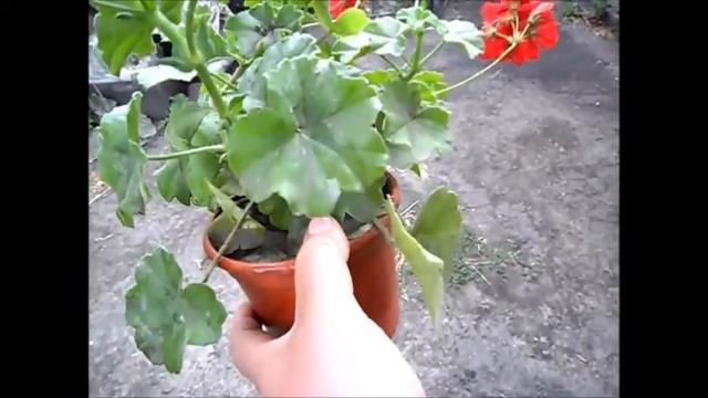 Плющелистная пеларгония, середина лета, как ухаживать смотреть онлайн