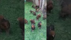 Брама Куропатчатая . Процесс выращивания .