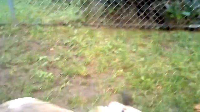 Doberman VS Bulldog / Oynamak isteyen köpekler смотреть онлайн