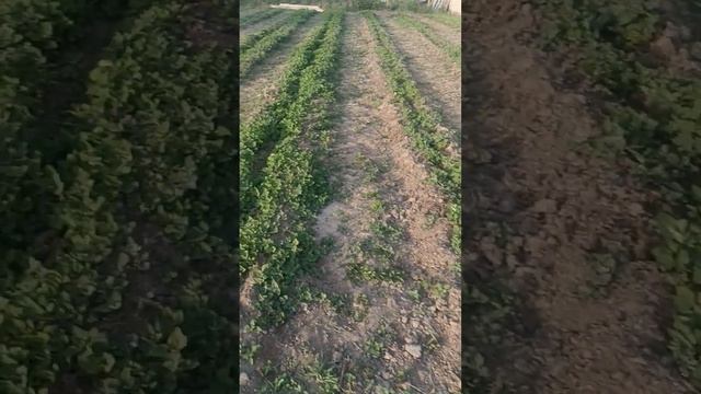 Малина! сорт Пшехиба! смотреть онлайн