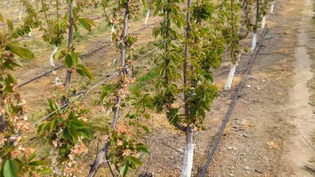 Royal Tioga Part 2.  28/3/23