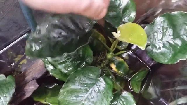 Анубиасы в надводной среде смотреть онлайн