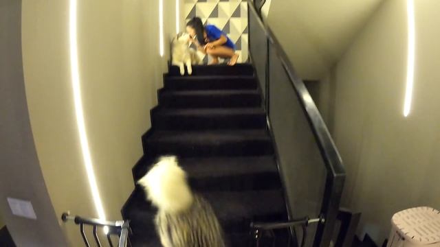 У ХАСКИ РОККИ ИСТЕРИКА в Замкнутом Пространстве / У Собаки Клаустрофобия смотреть онлайн