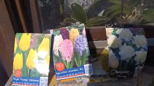 Bicara Anggrek Outdoor & Cara Nanam Tulip di Indonesia | Balcony Garten Tour смотреть онлайн