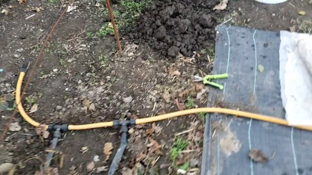 Заложил корень ежевики в холодильник. Черенкую побеги. смотреть онлайн