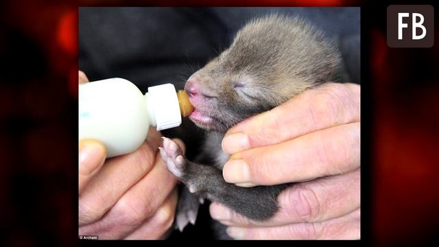 Люди думали, что спасли котенка. Он подрос, и они поняли, что ошиблись