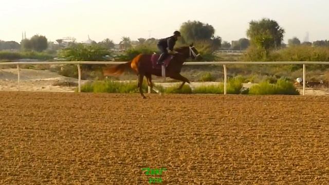 Horses: Gallop in Slow Motion смотреть онлайн