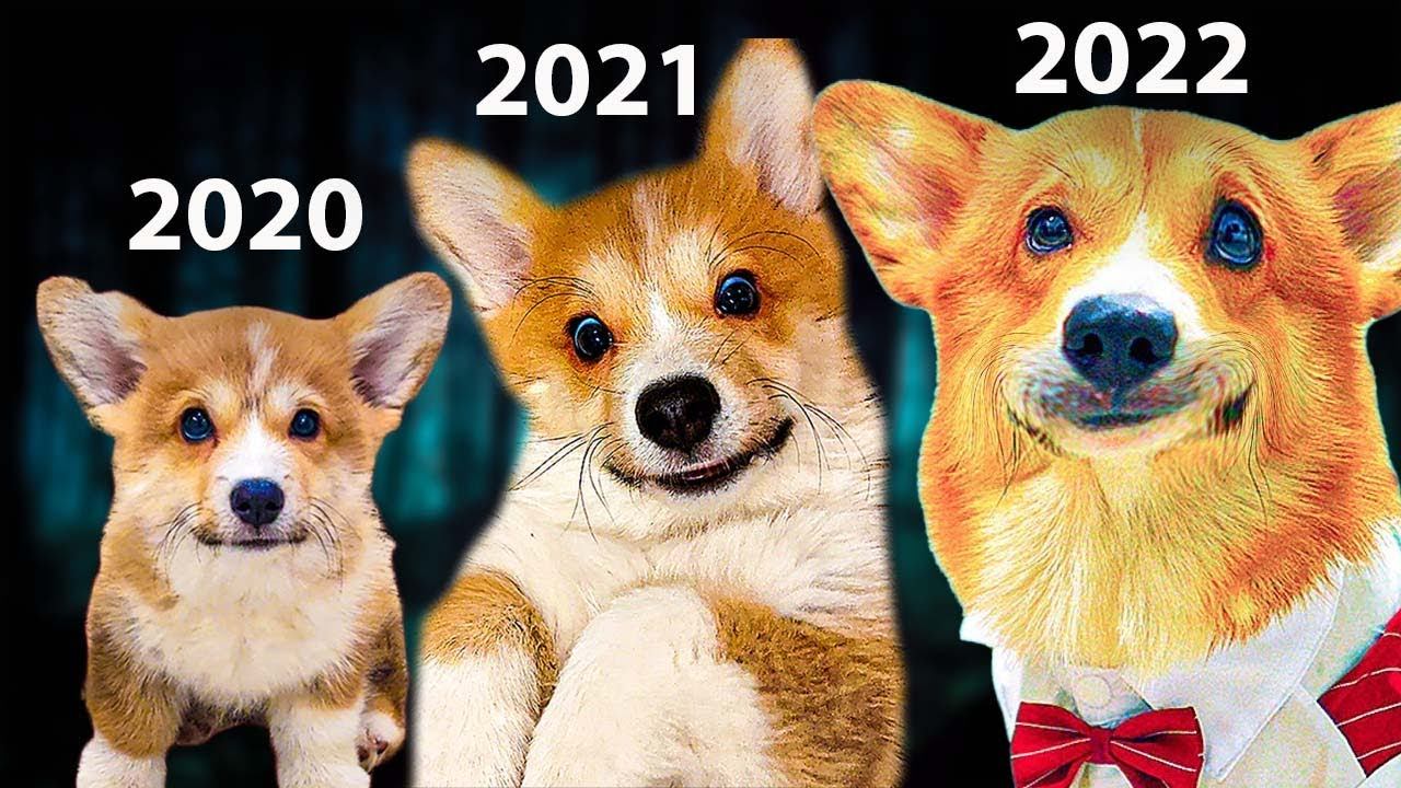 КАК МЕНЯЛСЯ КОРГИ КОРЖИК ? Эволюция самого коварного лиса! (Корги Коржик) Говорящая собака смотреть онлайн