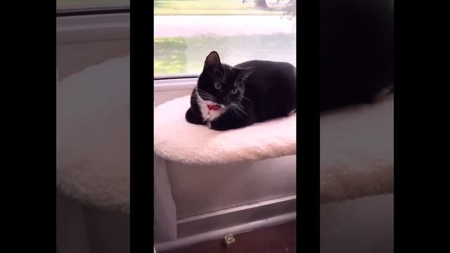 Kitty Soap Opera: Chapter 46... The Sass Mouth, Alcoholic, and Catnip Dealer Kitties смотреть онлайн