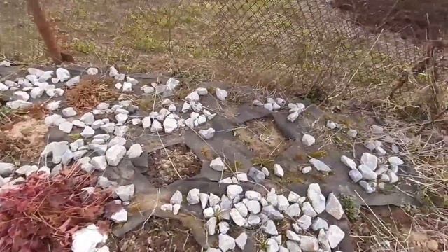 Посадила малину "Краса России". 4 мая 2021 г. смотреть онлайн