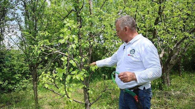 Отгибание веток с пропилом. Для чего нужно и как правильно делать? Подробная инструкция от эксперта смотреть онлайн