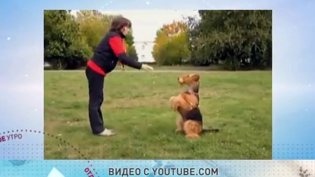 Эрдельтерьер