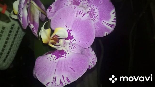 Мечты орхомана ?? Питательная среда для посева семян Орхидей#2.Новости смотреть онлайн