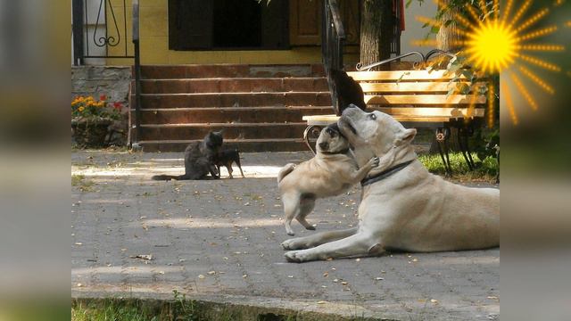 МОИ КАНЕ КОРСО смотреть онлайн