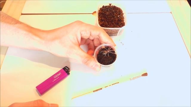 Пополнение !!! Встречаем новеньких. смотреть онлайн