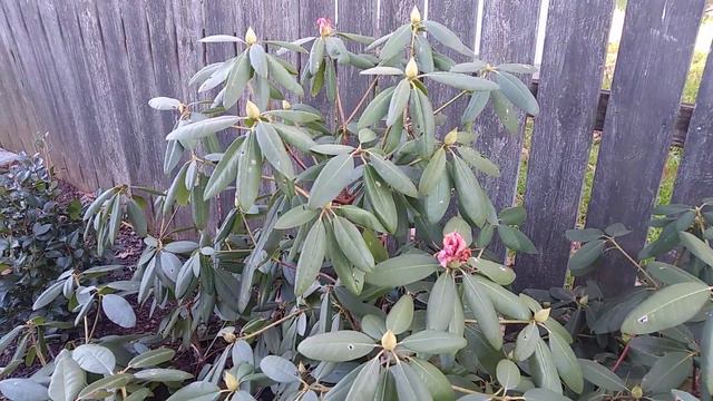 the Bahariterran Rhododendron Bush/Shrub смотреть онлайн
